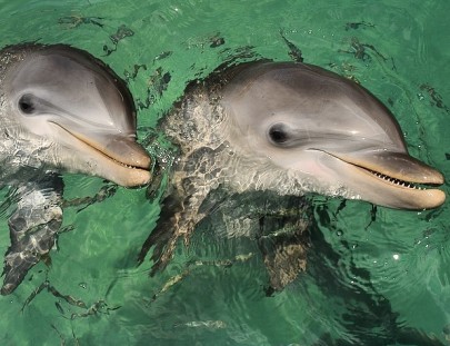 Anthony`s  Key Resort-Nadar y Snorkel con los Delfines