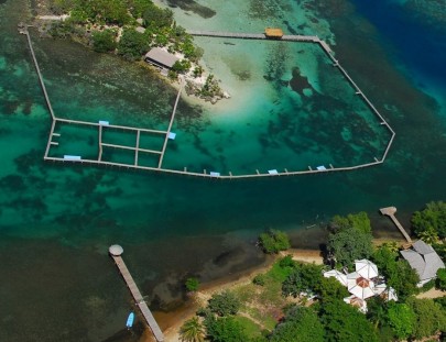 Anthony`s  Key Resort-Nadar y Snorkel con los Delfines