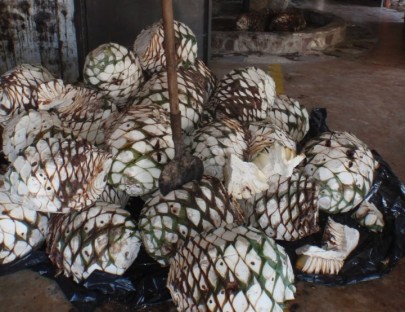 Hacienda Doña Engracia-Conozca el proceso para la fabricación de un excelente tequila