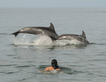 Interactúa con delfines y vive una experiencia única en Puerto Vallarta - Wildlife Connection