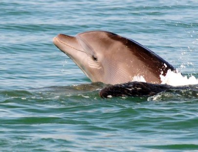 Wildlife Connection-Interactúa con delfines y vive una experiencia única en Puerto Vallarta