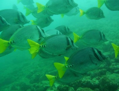 Deep Blue Diving-Excursiones de Buceo únicas en Playas del Coco, Costa Rica