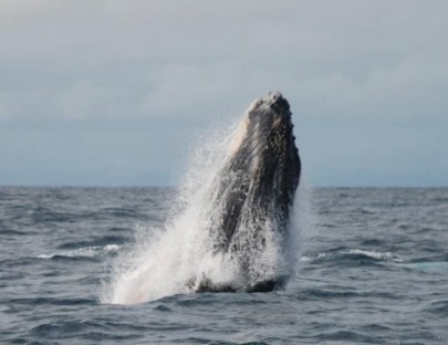 Un Atardecer con las Ballenas - Contadora Welcome Center