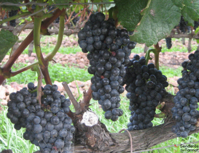 Senderos Del Tannat-Conozca las Bodegas de Senderos del Tannat