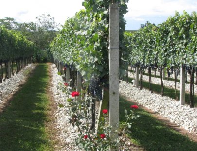 Senderos Del Tannat-Conozca las Bodegas de Senderos del Tannat